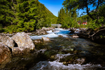 river in the forest