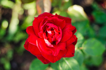 Red Rose