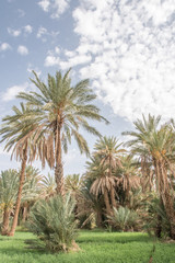 palm trees in the oasis 
