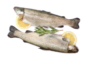 Trout raw fish with lemon and rosemary isolated on white background
