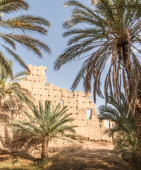 oasis in the desert