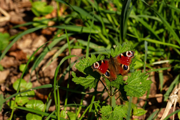 Tagpfauenauge