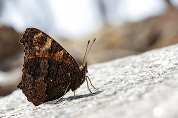 Tagpfauenauge