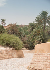 palm trees in the garden