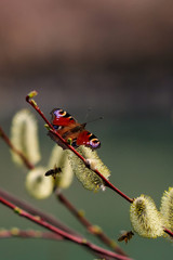 Tagpfauenauge