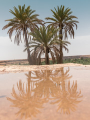 Palm trees on the beach
