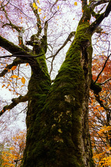 秋の奥裾花自然園
