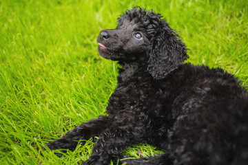 Black poodle puppy looking upwards