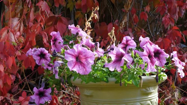 Potted petunias in the autumn garden amid faded Five-leaved ivy (Parthenocissus quinquefolia, Virginia creeper).
