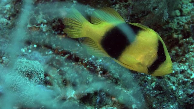 A Barred soapfish, Diploprion bifasciatum, is slowly swimming through a coral reef, Raja Ampat, Indonesia