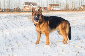Dog german shepherd in a park in a winter day