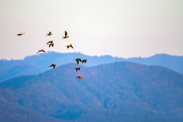 Macaw group and Sun Flock of flying  in the Nature white  Background