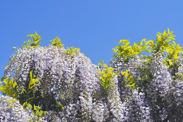 藤棚　空　素材