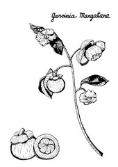 Vector botanical illustration of purple mangosteen branch of fruits, flowers, leaves. Garcinia Mangostana, isolated on white background, hand drawn in black and white.