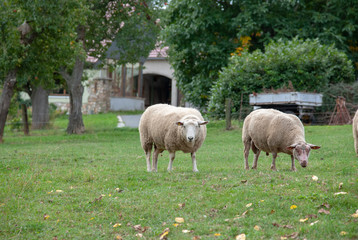 schaf auf wiese