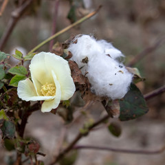Flower and open box of ripe cotton plants on a blurred background. Greece