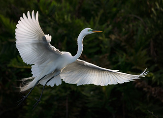 Great Egret