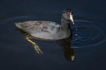 American Coot