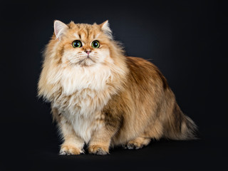 Naklejka na ściany i meble Amazing fluffy British Longhair cat kitten, standing side ways, looking beside camera with big green / yellow eyes. Isolated on black background. One paw lifted.