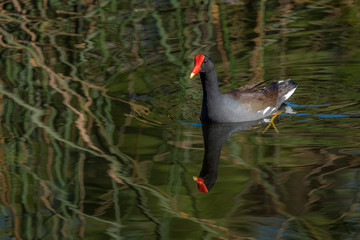 Common Gallinule