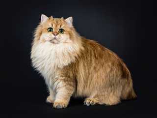 Amazing fluffy British Longhair cat kitten, standing side ways, looking straight at camera with big green / yellow eyes. Isolated on black background. One paw lifted.