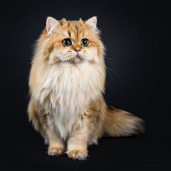 Amazing fluffy British Longhair cat kitten, standing, looking beside lens with big green / yellow eyes. Isolated on black background. One paw lifted.