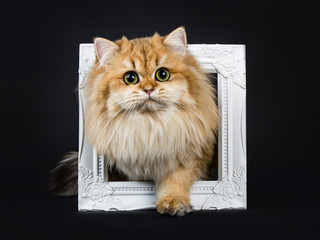 Amazing fluffy British Longhair cat kitten, standing with one paw through photo frame, looking straight at lens with big green / yellow eyes. Isolated on black background.