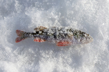 Perch caught on a bait with ice in winter