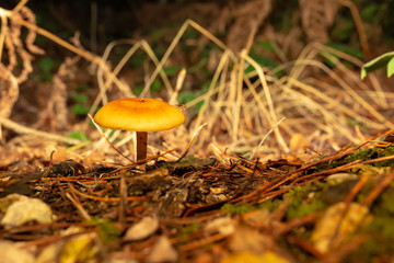 Lonely mushroom