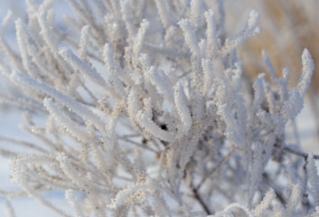 Frozen branches on dry grass in winter