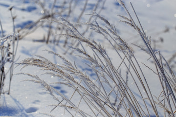 Frozen branches on dry grass in winter