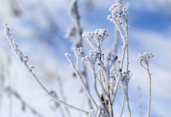 Frozen branches on dry grass in winter