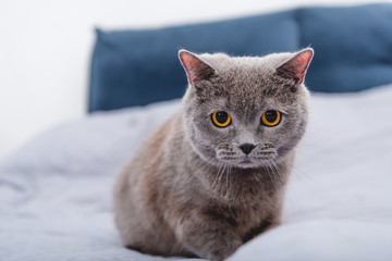 close-up view of adorable grey british shorthair cat on bed