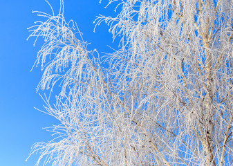 Frozen branches on a tree against a blue sky