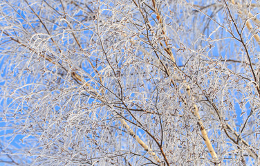 Frozen branches on a tree against a blue sky
