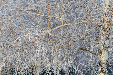 Frozen branches on a tree in the forest in winter