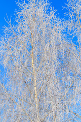 Frozen branches on a tree against a blue sky