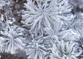 Frozen branches on a pine in the forest in winter