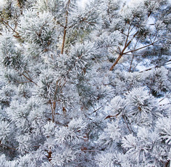 Frozen branches on a pine in the forest in winter