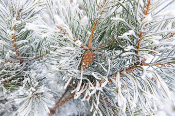 Naklejka na ściany i meble Frozen branches on a pine in the forest in winter