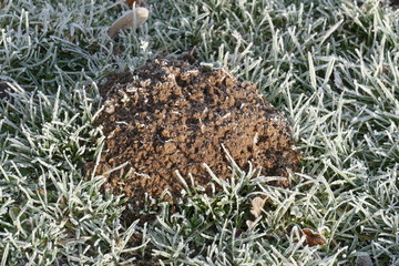 mit Raureif überzogener Maulwurfshügel