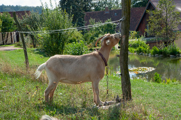 Ziege auf Bauernhof