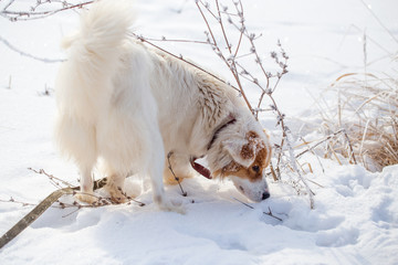 The dog walks on the snow in winter