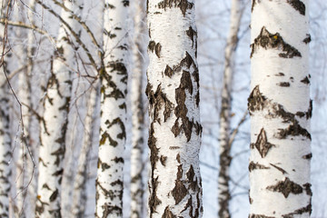 Obraz premium White bark on a birch tree as background