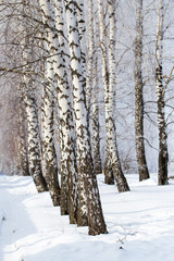 White bark on a birch tree as background