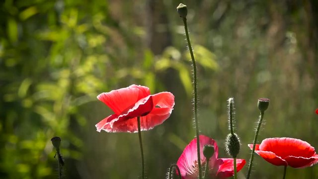 Poppies in the rainbow field environment.The bud buds sway.A large red poppy with a white border.