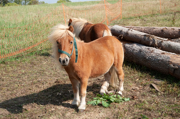 pfer haflinger pony © fotoak80