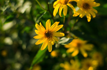 yellow flowers