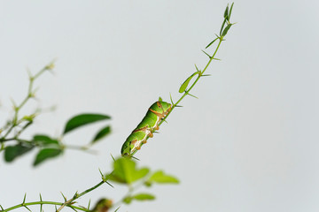 cute of .Caterpillar