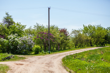 Crossroads in the field with blooming lilacs in spring. Rural landscape with split country road in Latvia, Europe. Pole with electricity cords.